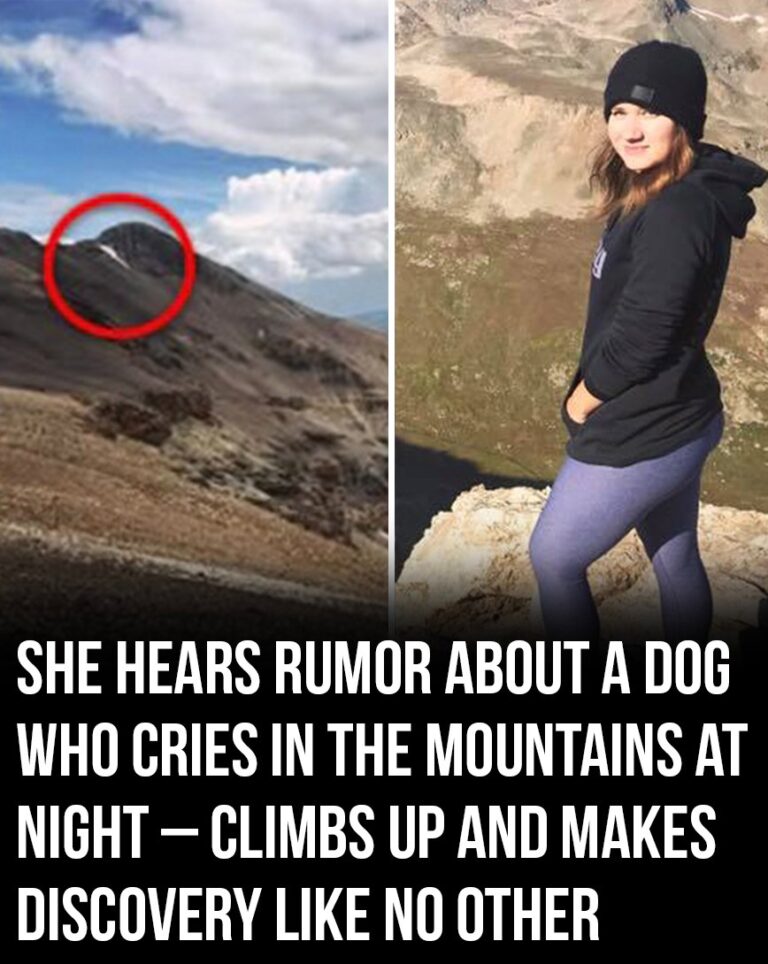 She Heard About a Dog Crying in the Mountains at Night – Went to Investigate and Found Something Incredible!