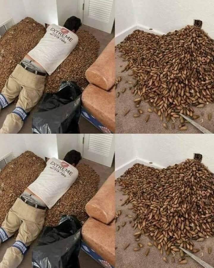 A man smells a strong smell in his house, when he finds out that he opens the wall he finds?