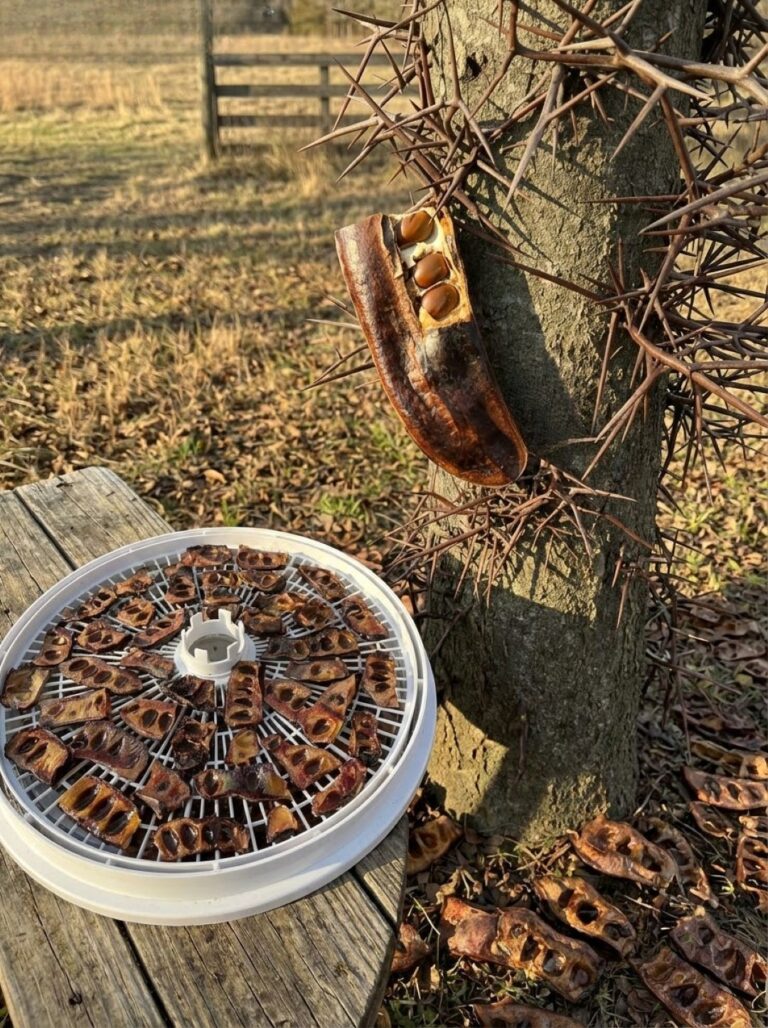 The Hidden Value of a Common Tree!