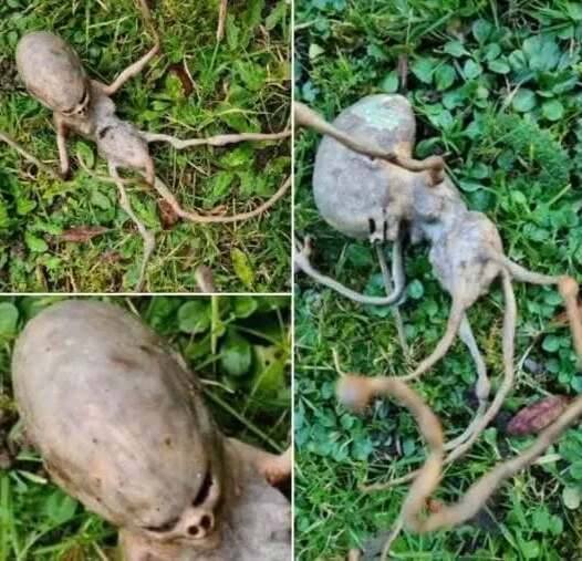 Sometimes, when faced with strange situations, people turn to the internet for answers