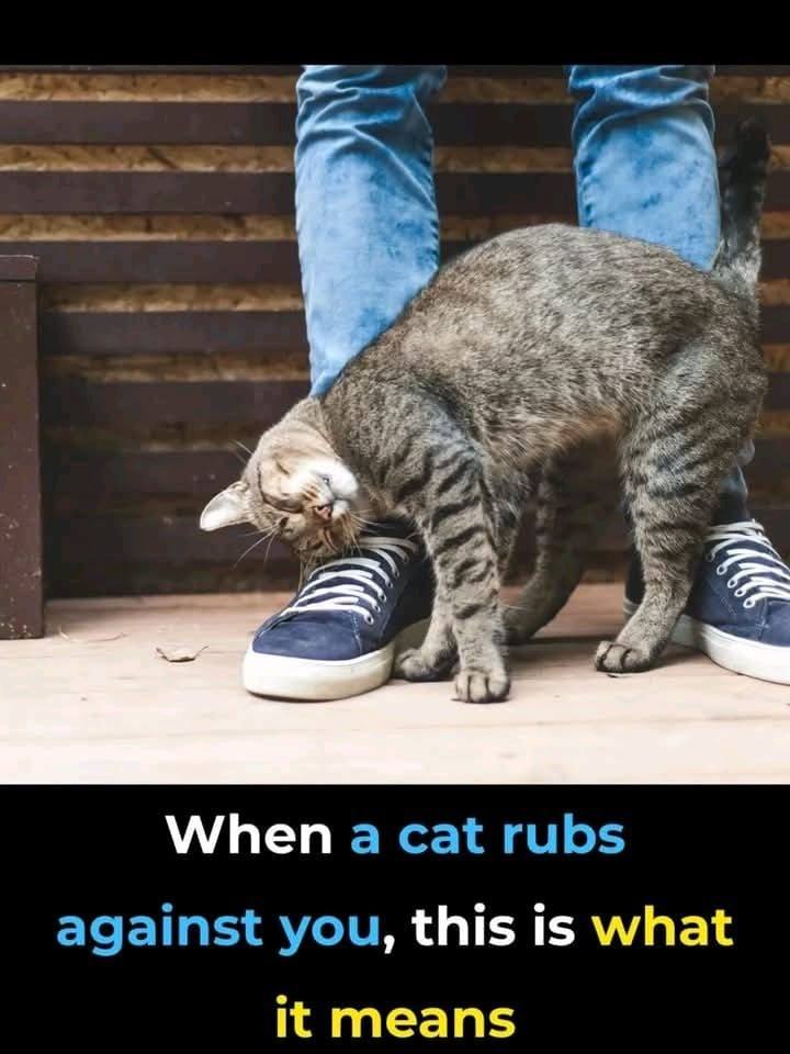 When a Cat Rubs Against You, This Is What It Really Means!